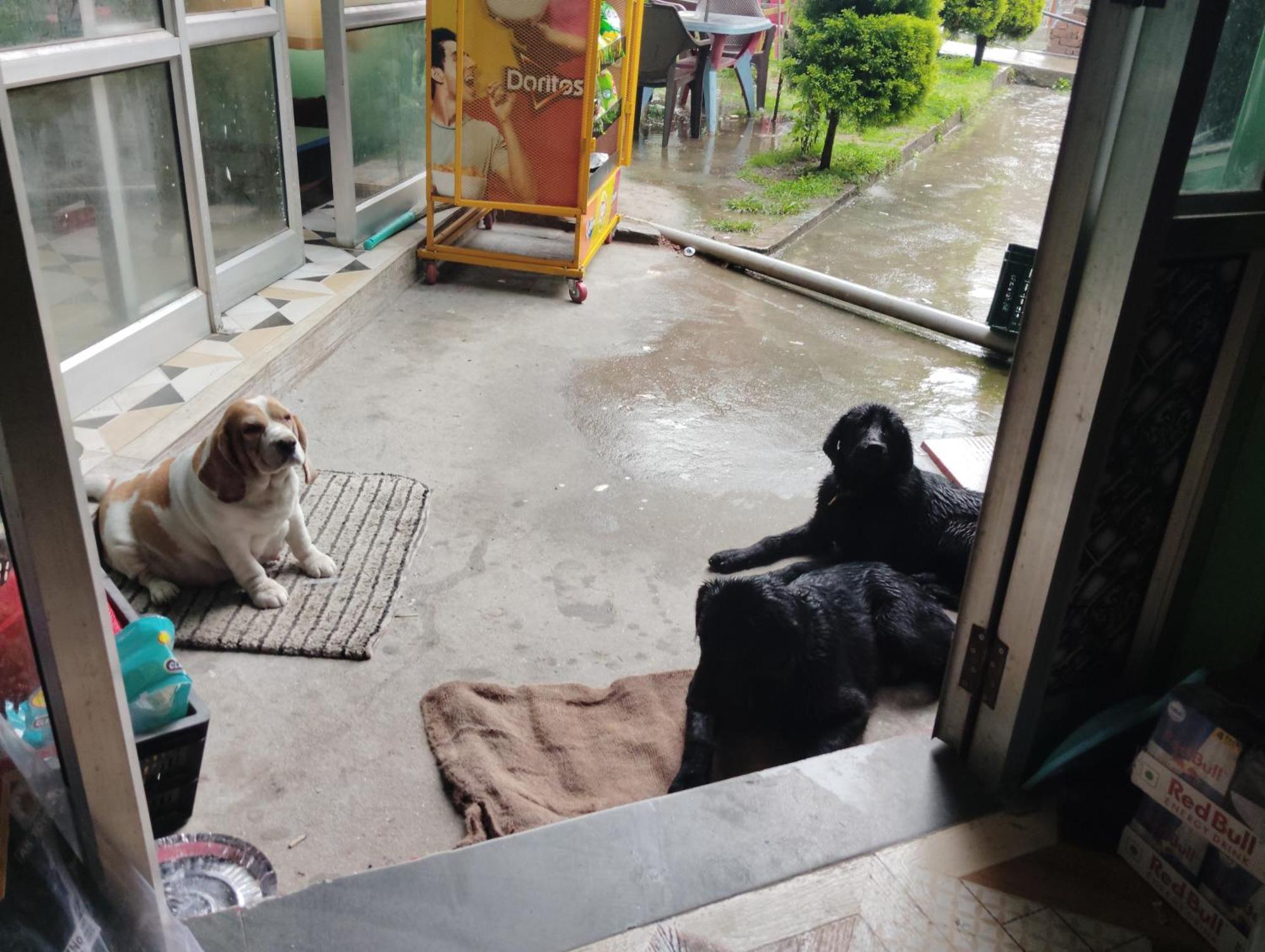 Dog N Hill Hotel Kasol Exterior photo